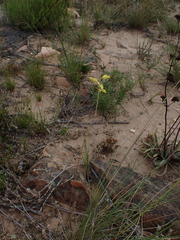 Bulbine filifolia