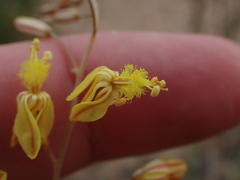 Bulbine filifolia