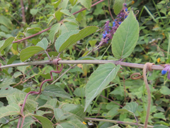 Image of Salvia polystachia