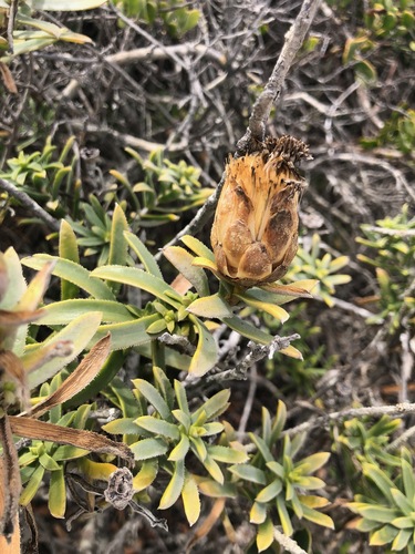Image of Pteronia onobromoides by (c) Charleen Brunke, some rights reserved (CC BY)