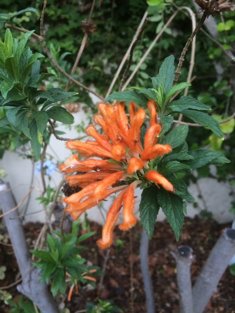 Leonotis leonurus, 12A Angus Ave, Deurdrif, Cape Town, 7806, South Africa