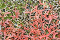 Selaginella denticulata