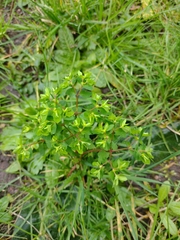 Euphorbia peplus