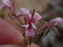 Pelargonium gracillimum