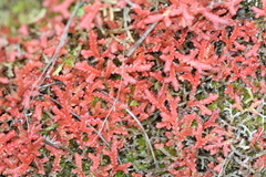 Selaginella denticulata