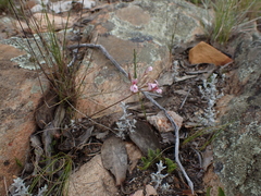 Pelargonium gracillimum
