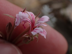 Pelargonium gracillimum
