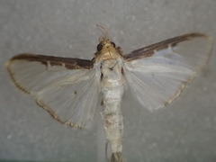 Cydalima