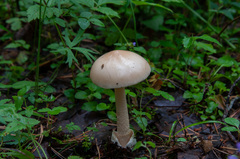 Amanita flavescens