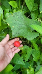 Trichosanthes scabra