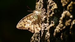 Neope goschkevitschii