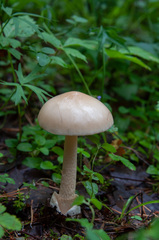 Amanita flavescens