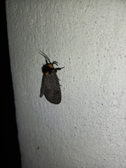 Graphelysia strigillata