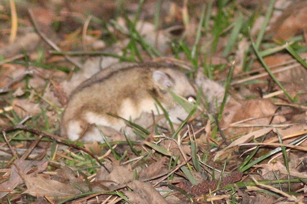 Dzhungarian Hamster (Phodopus sungorus)