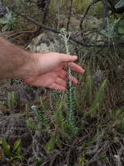 Senecio pauciflosculosus