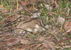 Phodopus sungorus