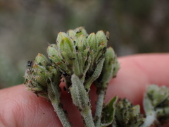 Senecio pauciflosculosus