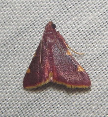 Hypsopygia ignefimbrialis