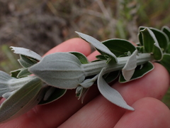 Senecio pauciflosculosus
