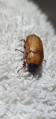 Cyclocephala putrida