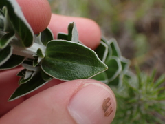 Senecio pauciflosculosus