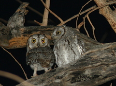 Otus senegalensis