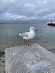 Chroicocephalus novaehollandiae