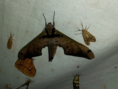 Adhemarius sexoculata