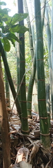 Phyllostachys edulis