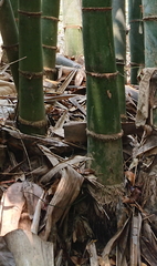 Phyllostachys edulis