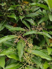 Miconia prasina