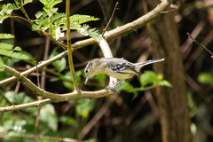 Herpsilochmus atricapillus