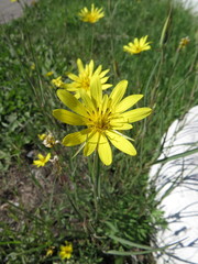 Tragopogon podolicus