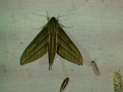 Xylophanes aristor