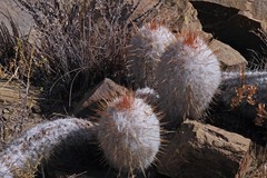 Oreocereus trollii