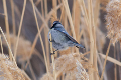 Cyanistes caeruleus × cyanus