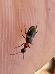 Malporus formicarius