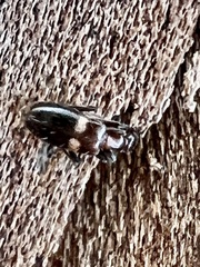 Malporus formicarius