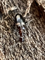Malporus formicarius