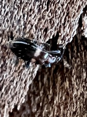 Malporus formicarius