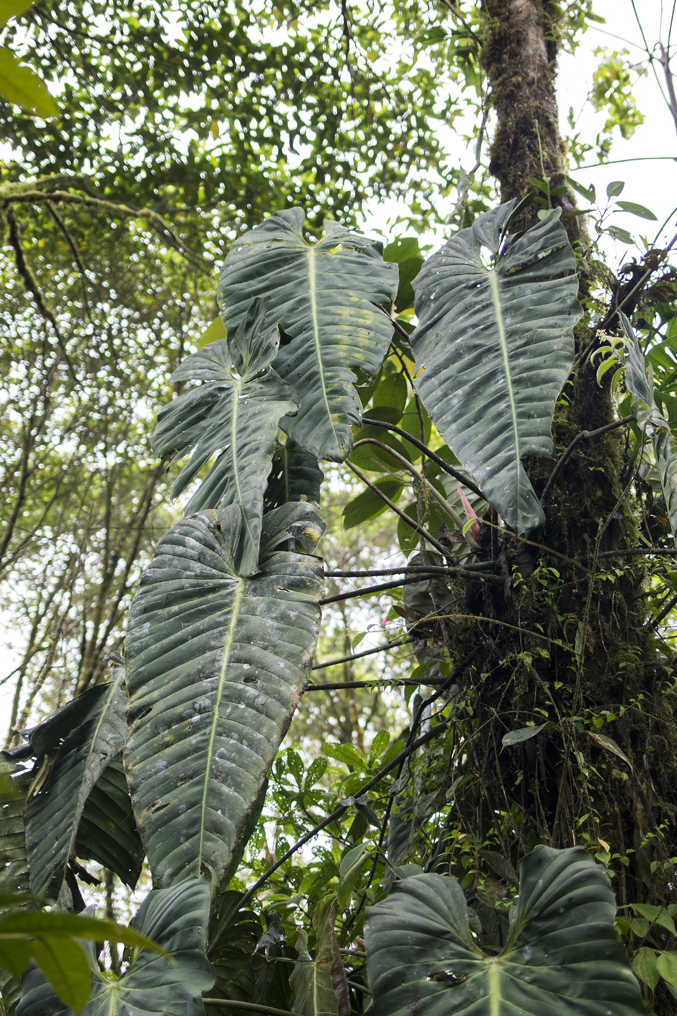 Philodendron esmeraldense  iNaturalist