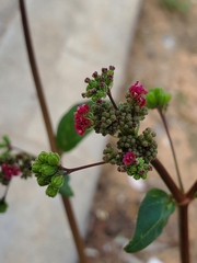 Boerhavia diffusa image