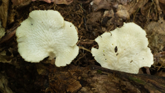 Favolus brasiliensis