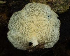 Favolus brasiliensis