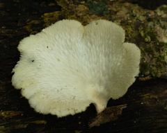 Favolus brasiliensis