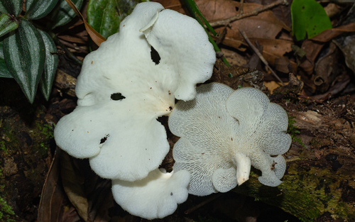 Favolus brasiliensis