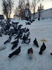 Columba livia domestica