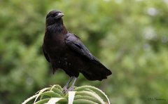 Corvus capensis capensis