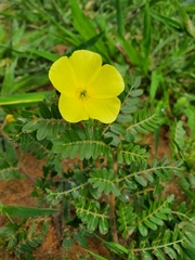 Tribulus zeyheri