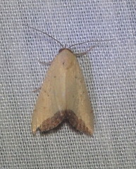 Phytometra subflavalis